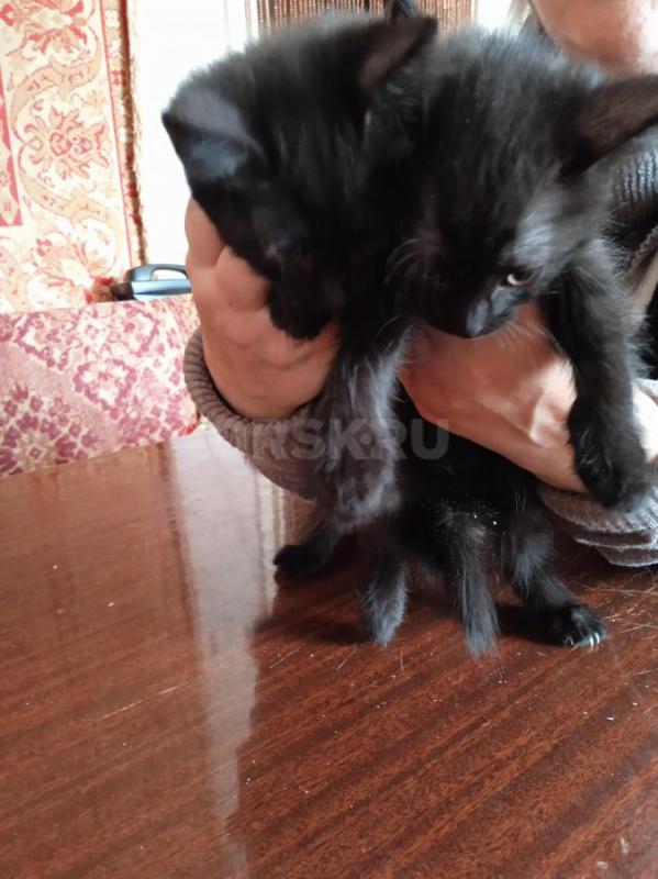 Отдам в добрые руки двух котят (девочки), возраст 2 месяца, окрас чëрный. - Орск