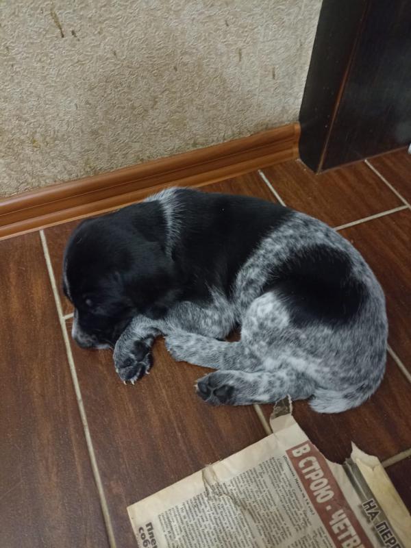 Для настоящих охотников почти раздаются надежные друзья и помощники щенки дратхаара (2 мальчика, 2 д - Гай