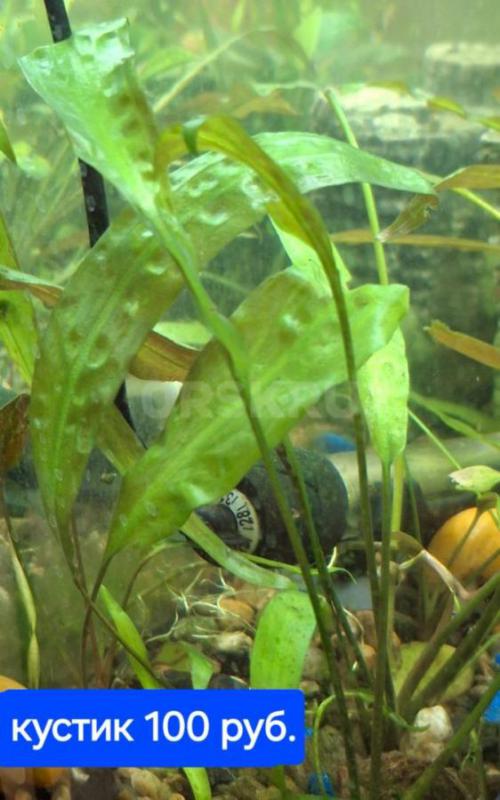 Продам аквариумные растения. - Орск