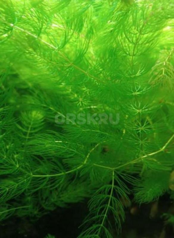 Продам аквариумные растения. - Орск