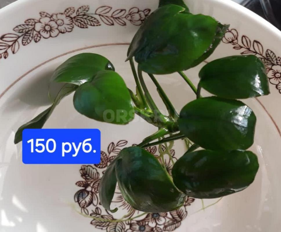 Продам аквариумные растения. - Орск