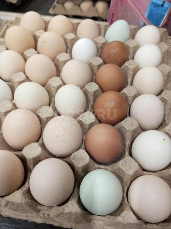 Яйца куриные домашние - Орск