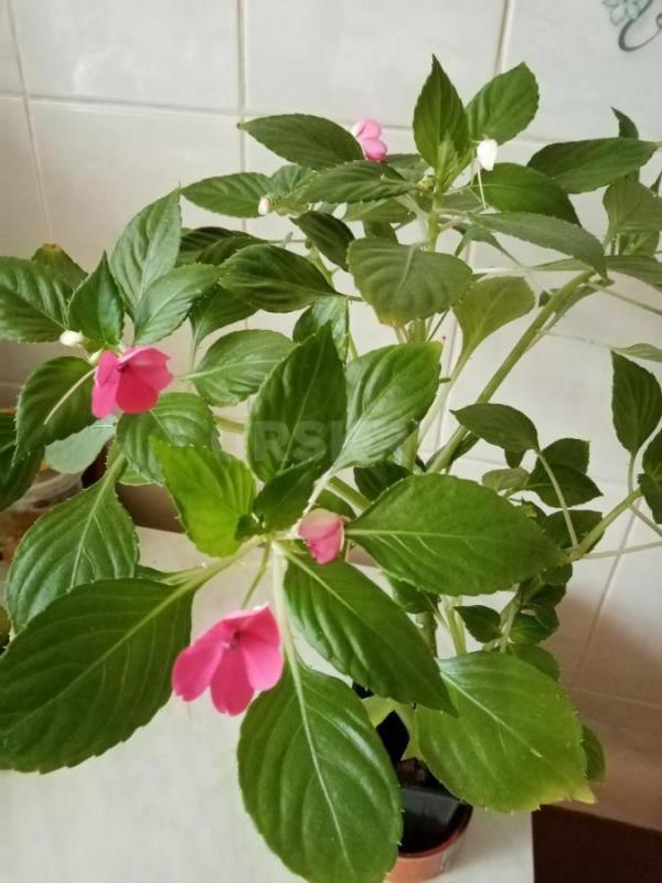 Продам красивые цветущие цветы. - Орск