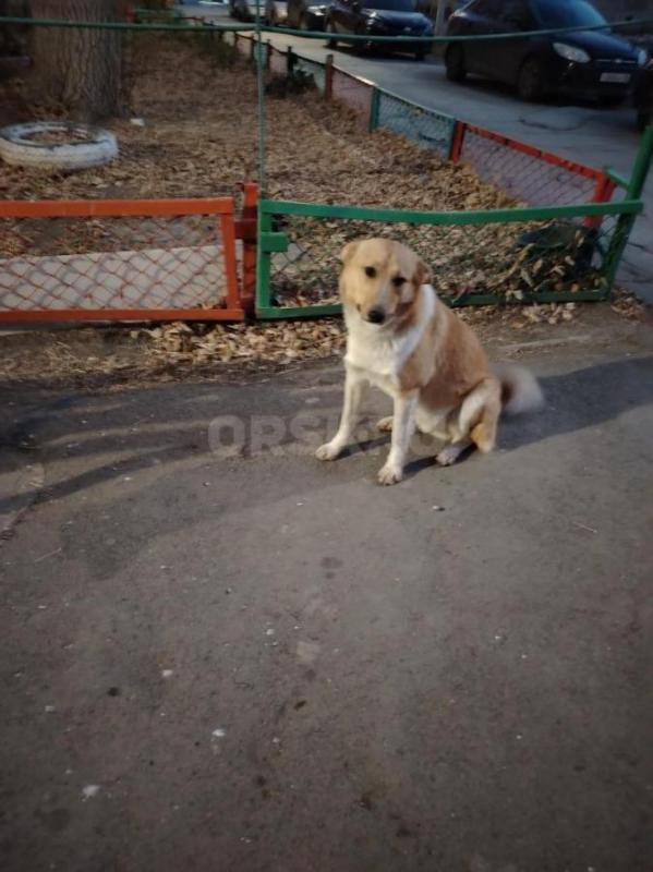 В палисадник на Ялтинской 99, каждую ночёвку прибегает пёс. - Орск
