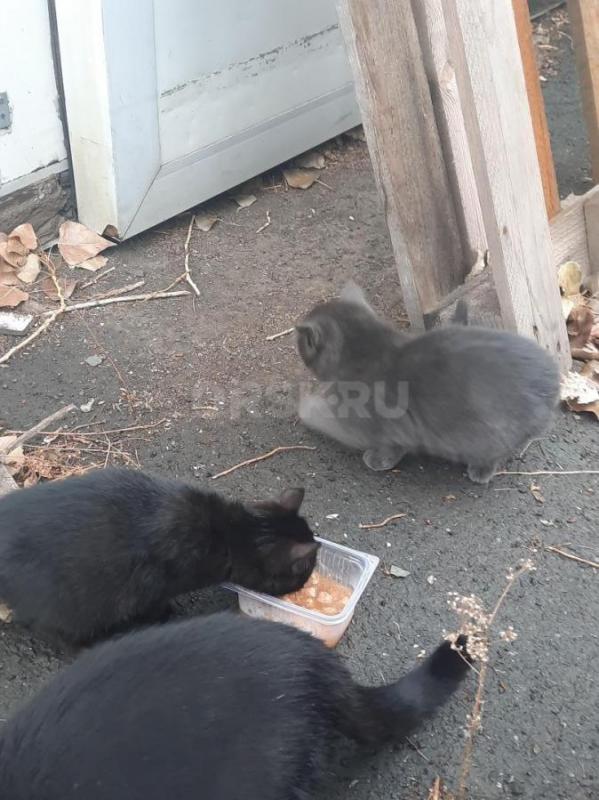 Котята  1 месяц, черный с белой грудкой и серенькие. - Орск