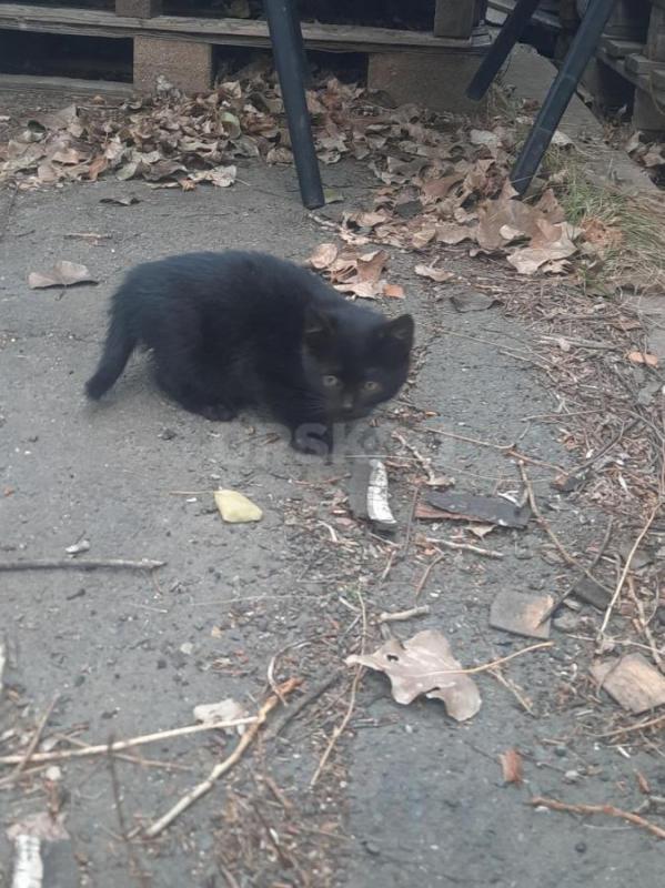 Котята  1 месяц, черный с белой грудкой и серенькие. - Орск