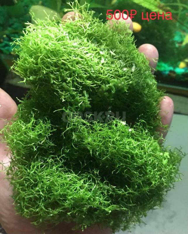 аквариумное растение Риччия 500₽ - Орск