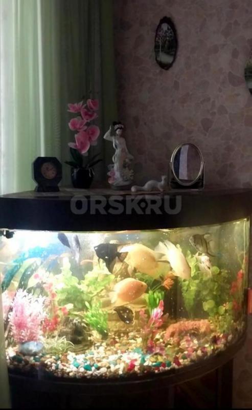 Угловой аквариум с тумбочкой, объем 160 литров, с крупными рыбками (11 штук), компрессором для возду - Орск