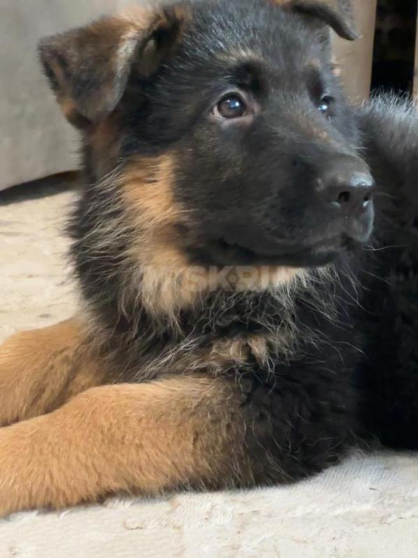Классный щенок немецкой овчарки, 2,5 месяца, с документами РКФ, клеймом, прививками ждёт самых лучши - Орск