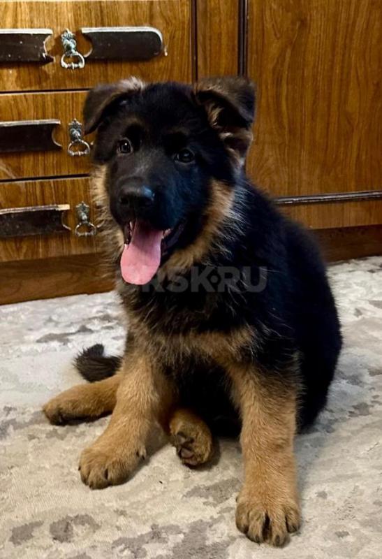Классный щенок немецкой овчарки, 2,5 месяца, с документами РКФ, клеймом, прививками ждёт самых лучши - Орск