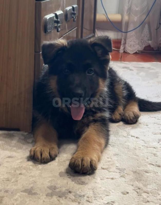 Классный щенок немецкой овчарки, 2,5 месяца, с документами РКФ, клеймом, прививками ждёт самых лучши - Орск