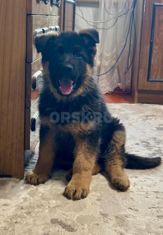 Классный щенок немецкой овчарки, 2,5 месяца, с документами РКФ, клеймом, прививками ждёт самых лучши - Орск
