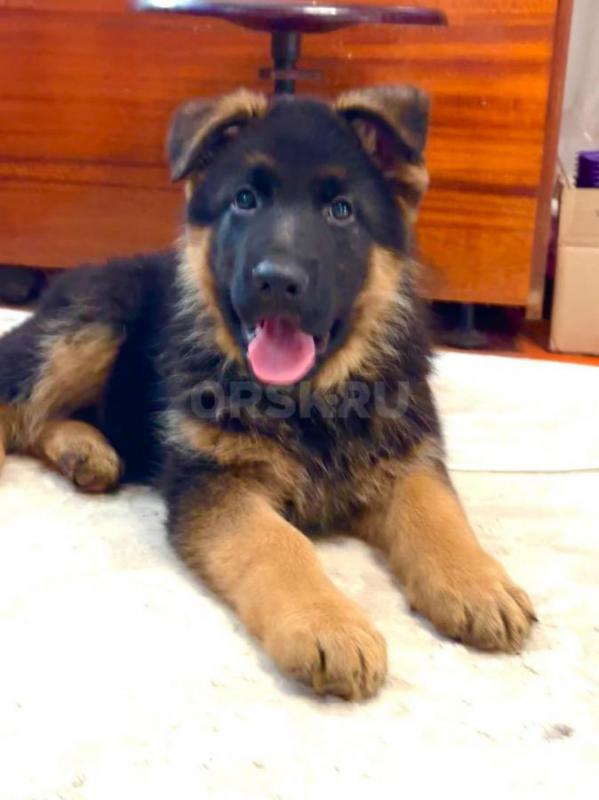 Классный щенок немецкой овчарки, 2,5 месяца, с документами РКФ, клеймом, прививками ждёт самых лучши - Орск
