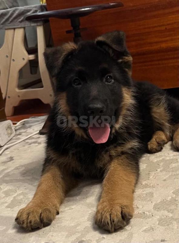 Классный щенок немецкой овчарки, 2,5 месяца, с документами РКФ, клеймом, прививками ждёт самых лучши - Орск