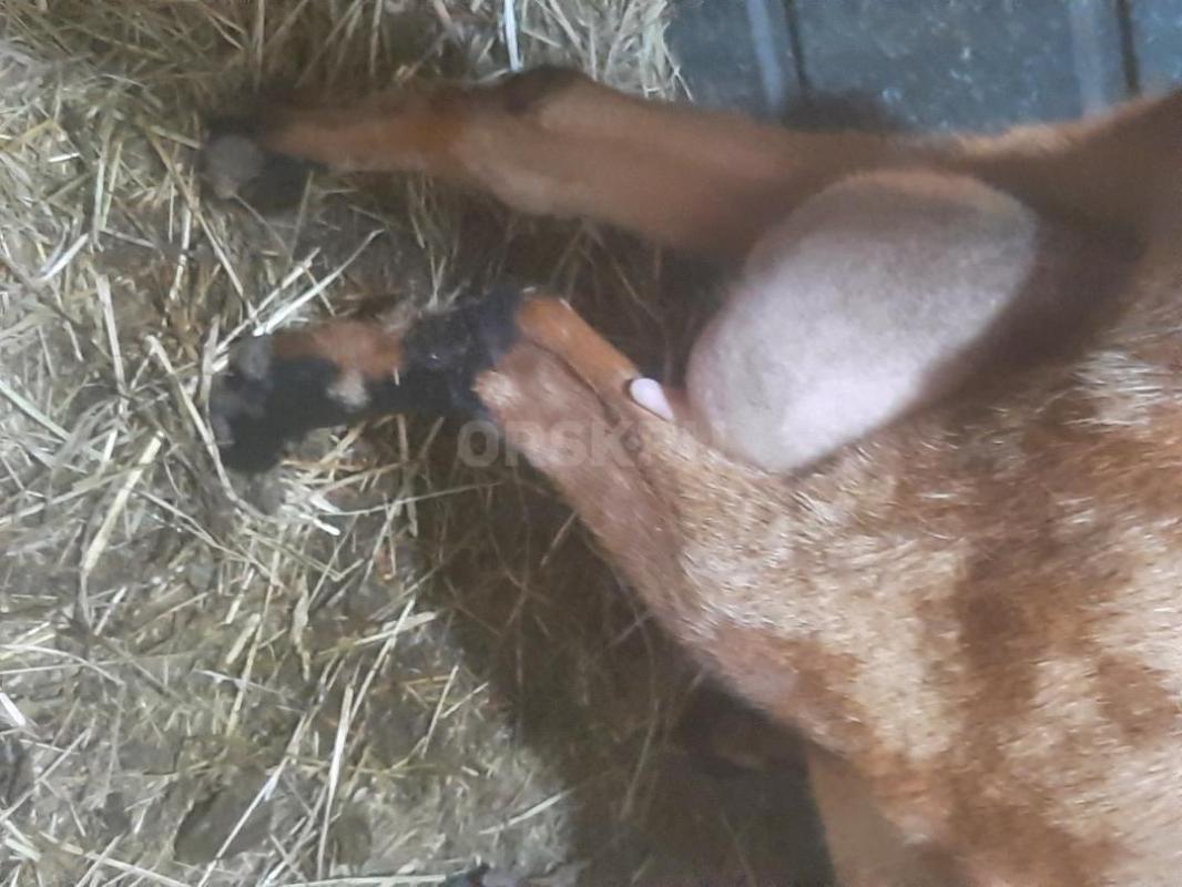 КОЗЫ Нубо-камори и нубийские  Два и 2.5 года,есть дойная  коза . - Орск