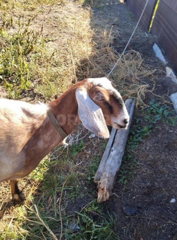 КОЗЫ Нубо-камори и нубийские  Два и 2.5 года,есть дойная  коза . - Орск