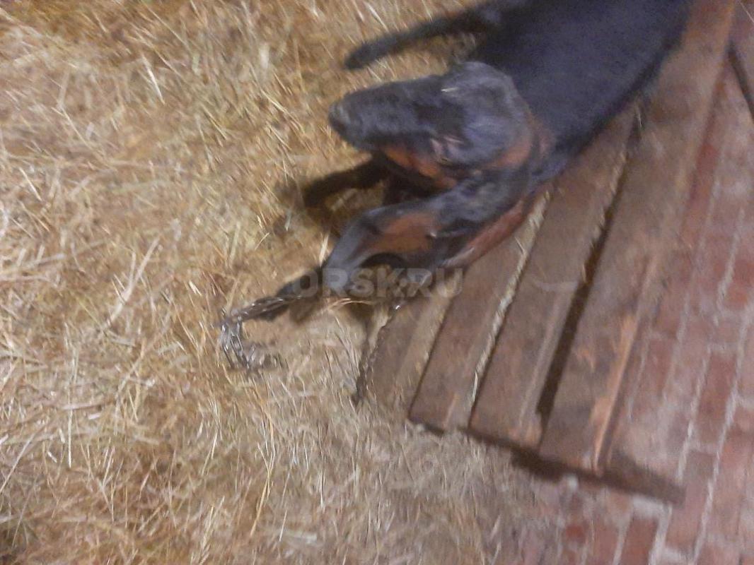 КОЗЫ Нубо-камори и нубийские  Два и 2.5 года,есть дойная  коза . - Орск