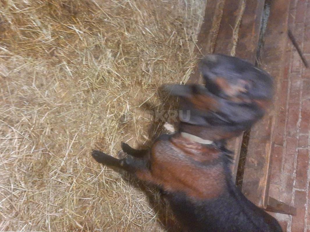 КОЗЫ Нубо-камори и нубийские  Два и 2.5 года,есть дойная  коза . - Орск