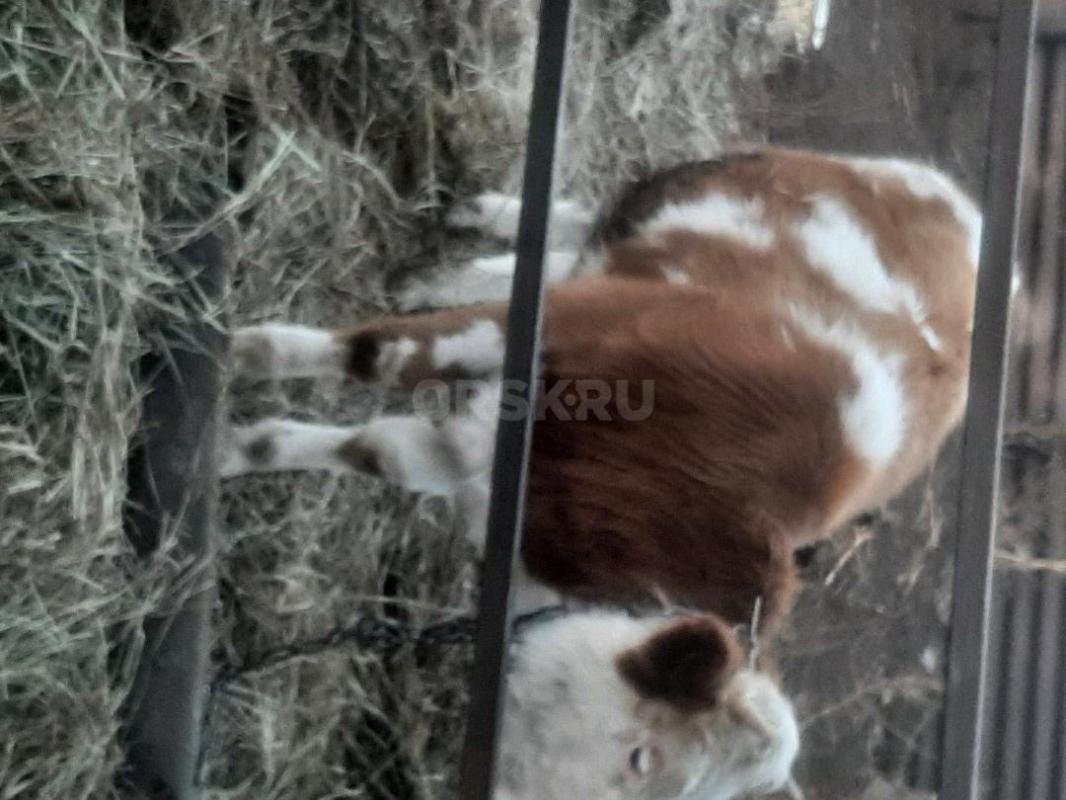 Тёлка 10 месяцев симментальская, КОРОВА, скоро пять лет, симментальская, отел в конце января  начало - Орск