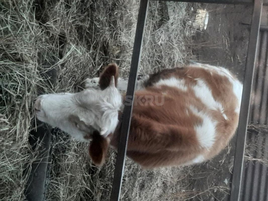 Тёлка 10 месяцев симментальская, КОРОВА, скоро пять лет, симментальская, отел в конце января  начало - Орск