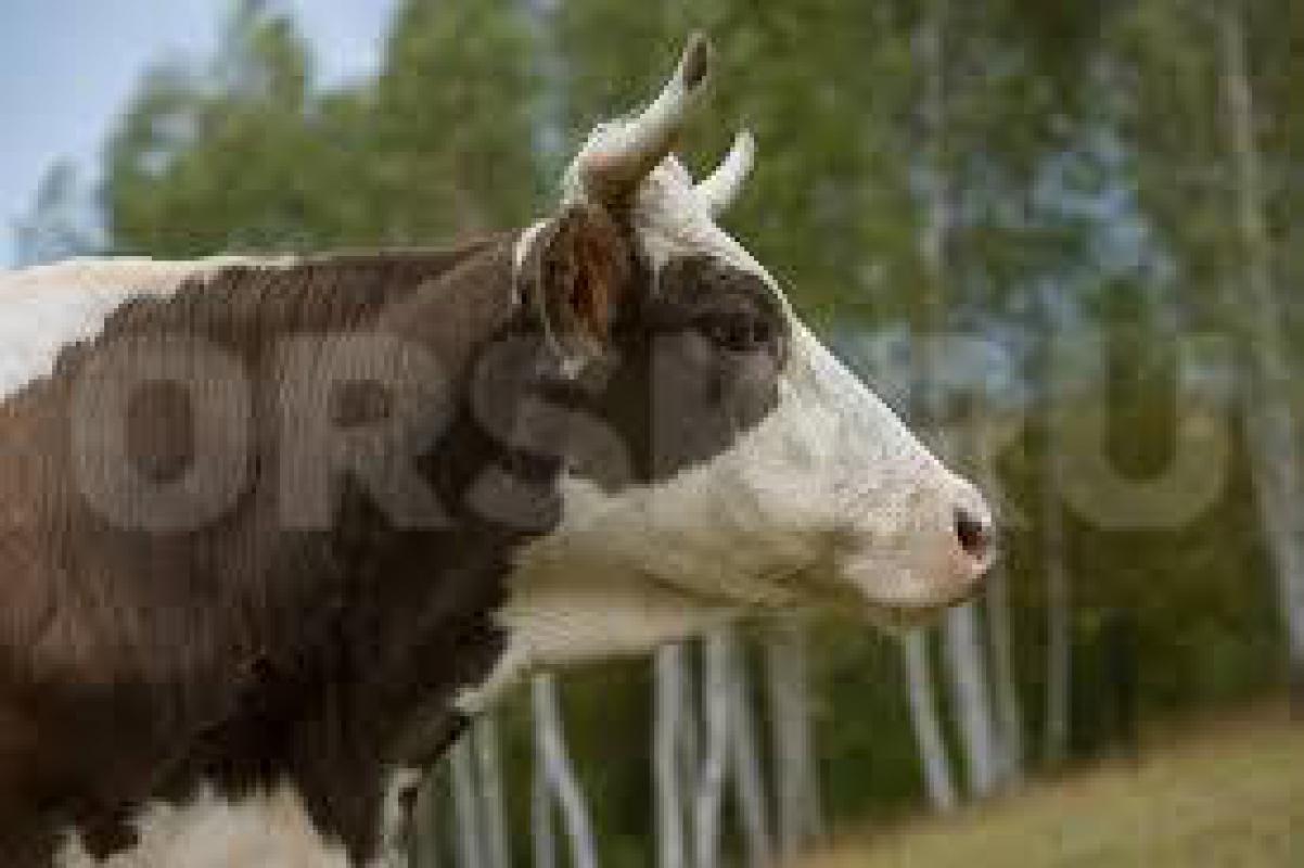 Тёлка 10 месяцев симментальская, КОРОВА, скоро пять лет, симментальская, отел в конце января  начало - Орск