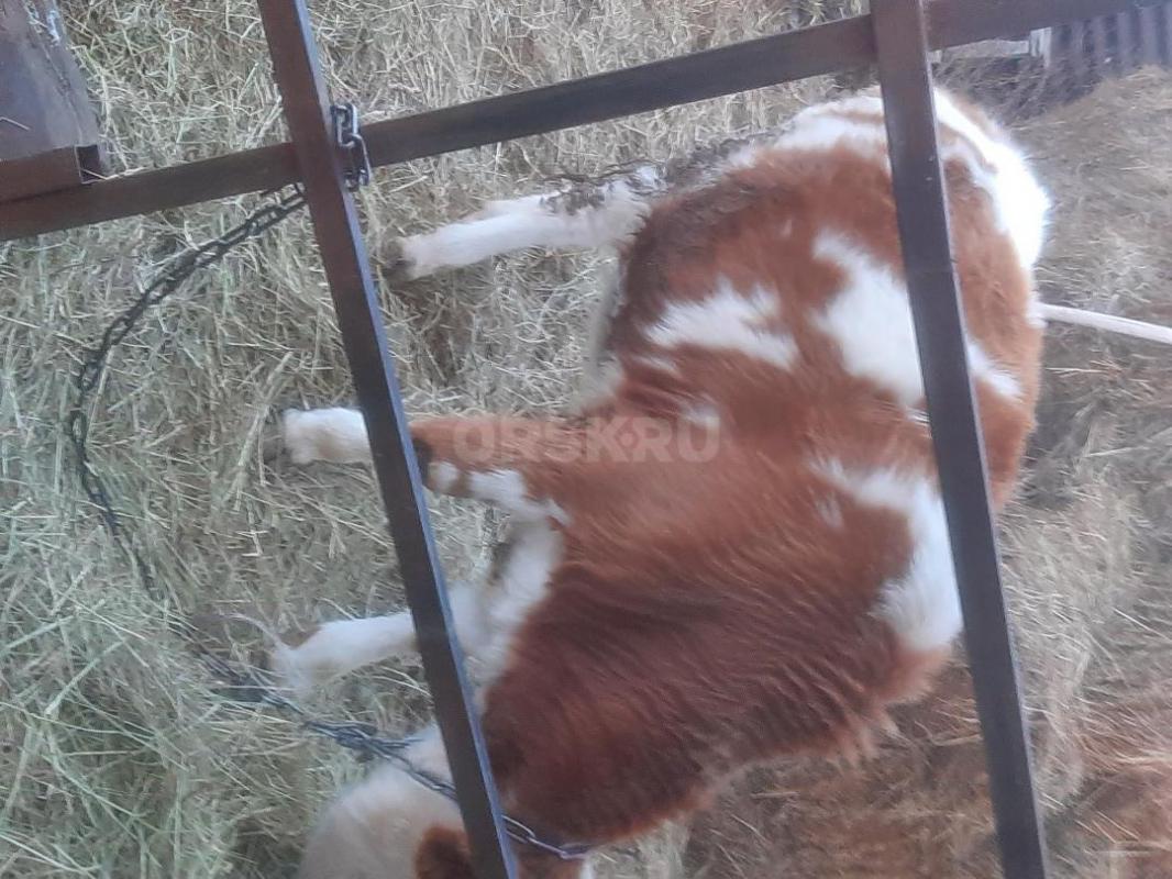 Тёлка 10 месяцев симментальская, КОРОВА, скоро пять лет, симментальская, отел в конце января  начало - Орск