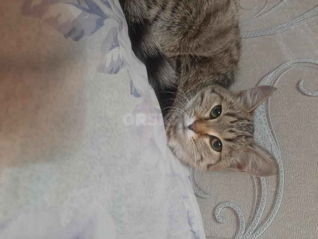 Котик  3-4 месяца, красавец, домашний, ласковый, горшок знает, никаких проблем, игручий - Орск