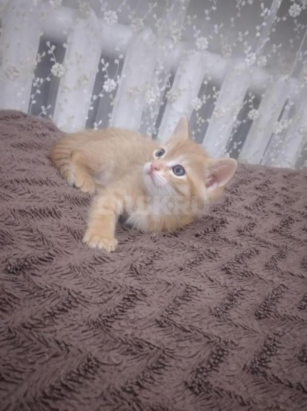 Отдадим в надёжные руки рыжего котика. - Орск