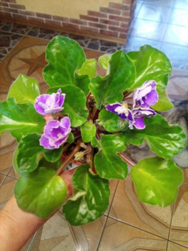 Фиалки цветущие - Орск