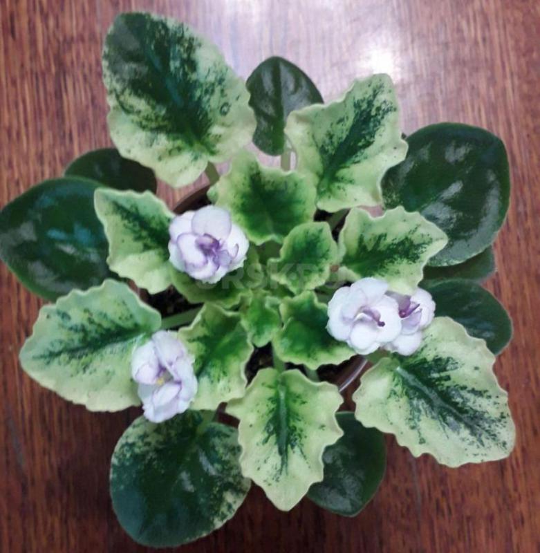 Фиалки детки,сортов много - Орск