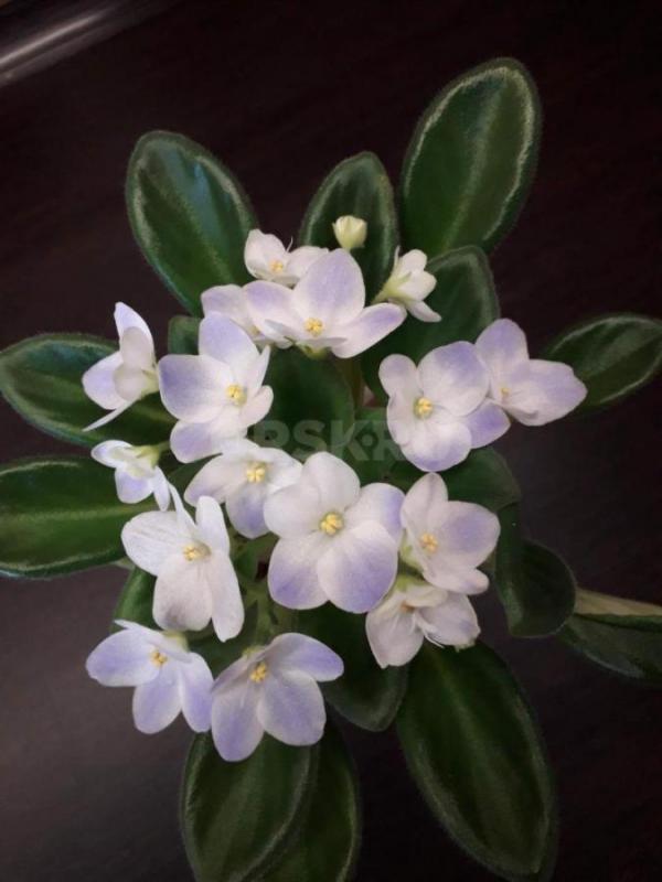 Фиалки детки,сортов много - Орск