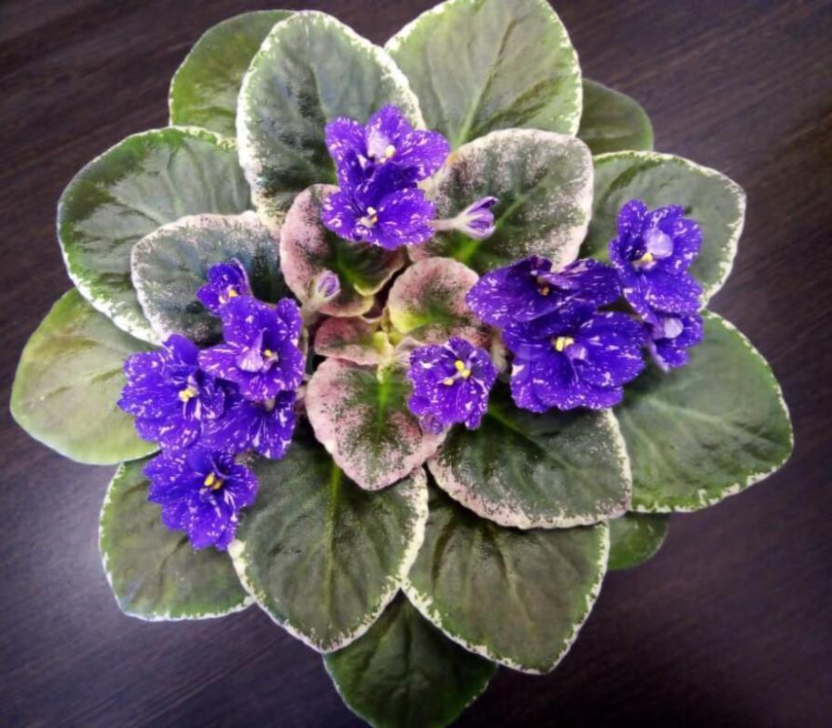 Фиалки детки,сортов много - Орск