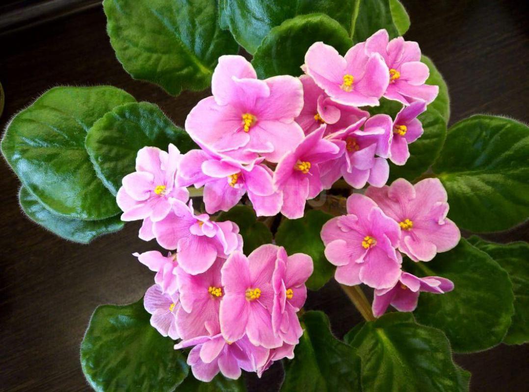 Фиалки детки,сортов много - Орск