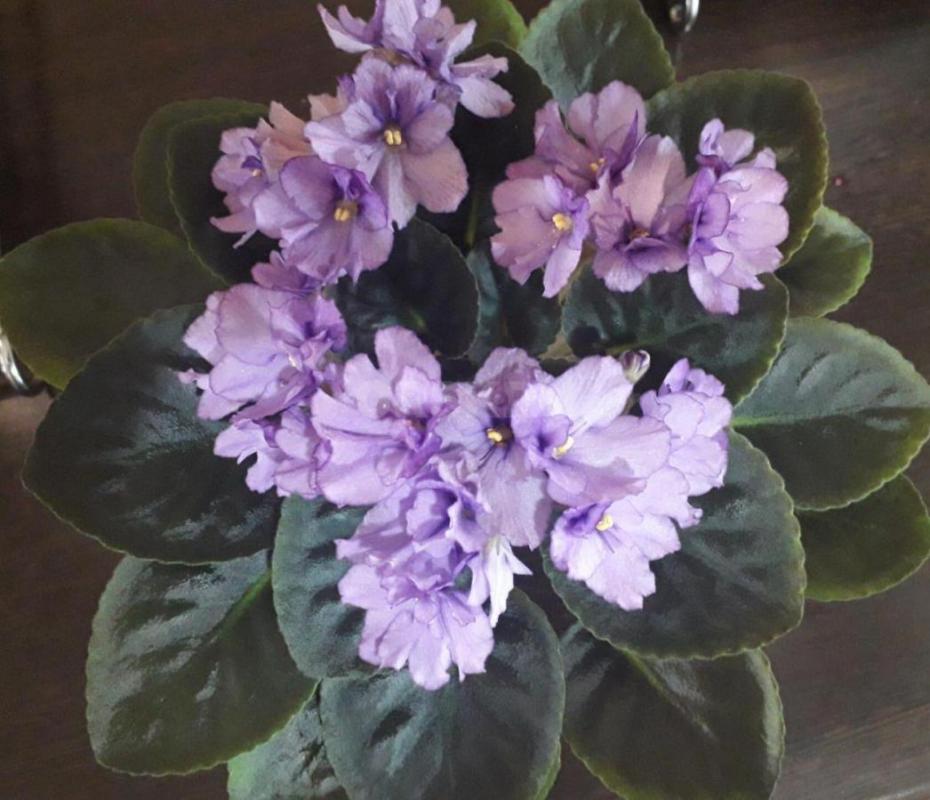 Фиалки детки,сортов много - Орск