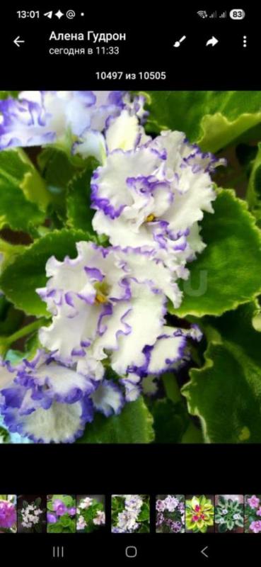 Фиалки детки,сортов много - Орск