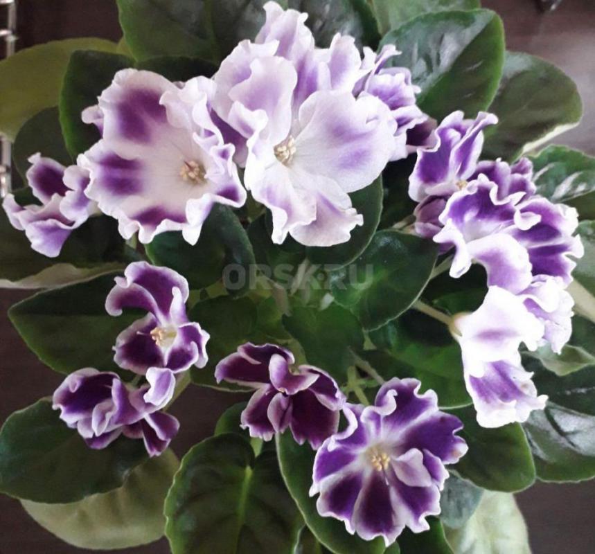 Фиалки детки,сортов много - Орск