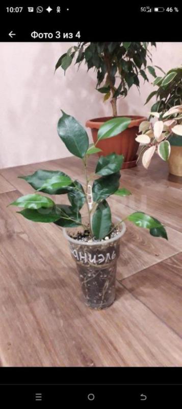 Папоротник Грин леди450р.,
Фикус: Даниэль,голоден Моник250р. - Орск