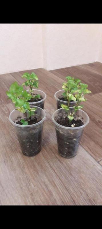 Папоротник Грин леди450р.,
Фикус: Даниэль,голоден Моник250р. - Орск