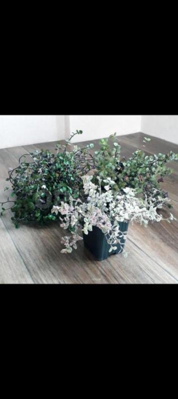 Папоротник Грин леди450р.,
Фикус: Даниэль,голоден Моник250р. - Орск