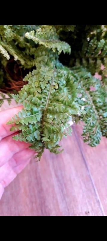 Папоротник Грин леди450р.,
Фикус: Даниэль,голоден Моник250р. - Орск