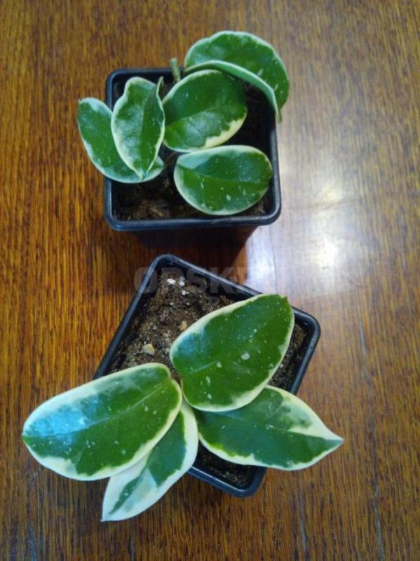 Папоротник Грин леди450р.,
Фикус: Даниэль,голоден Моник250р. - Орск