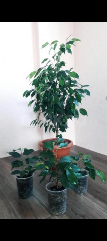 Папоротник Грин леди450р.,
Фикус: Даниэль,голоден Моник250р. - Орск