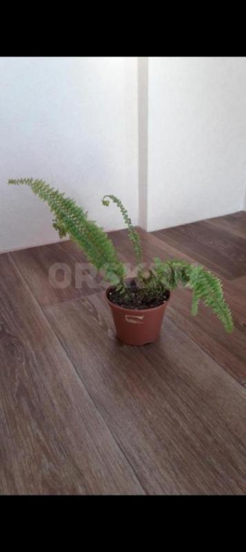 Папоротник Грин леди450р.,
Фикус: Даниэль,голоден Моник250р. - Орск