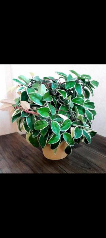 Папоротник Грин леди450р.,
Фикус: Даниэль,голоден Моник250р. - Орск