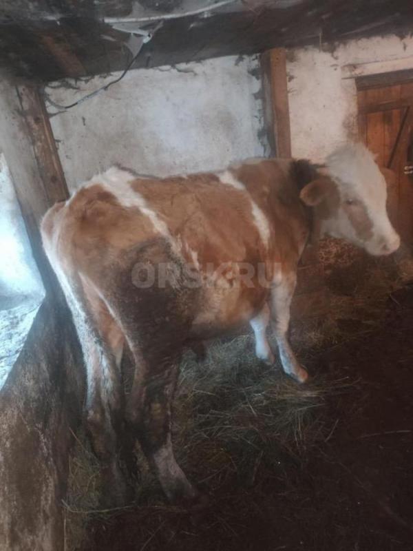 Продам бычка возраст год , - Орск