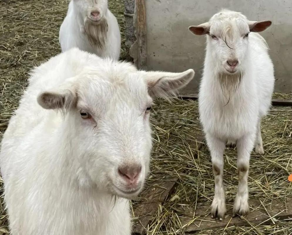 Продам козликов, козлов разного возраста зааненской породы (без документов) на племя или на мясо.. - Орск