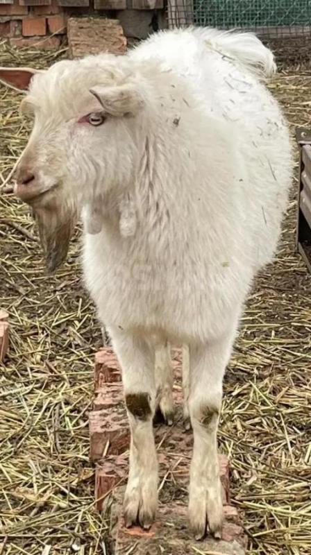 Продам козликов, козлов разного возраста зааненской породы (без документов) на племя или на мясо.. - Орск