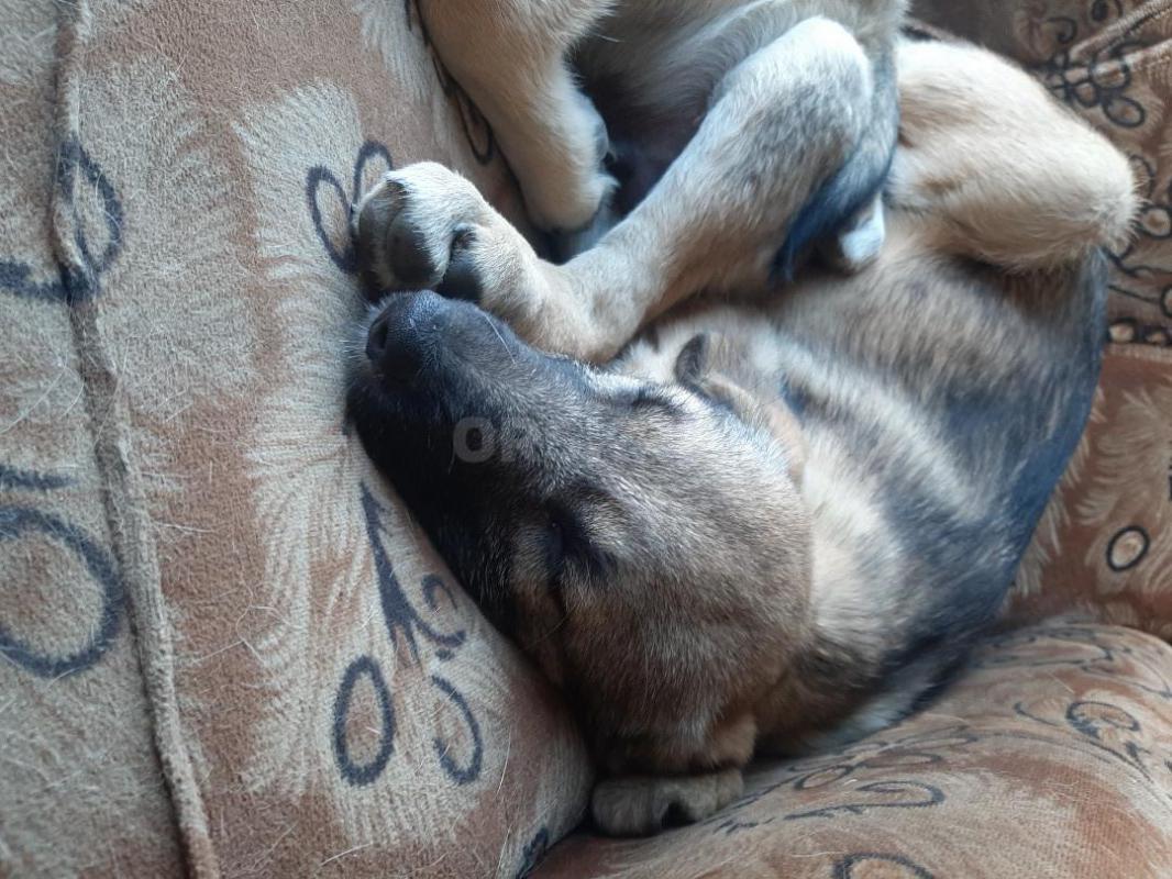 Щенки 4 месяца, девочка и мальчик, привитые, обработанные,  коммуникабельные, гавкают, охраняют, мам - Орск