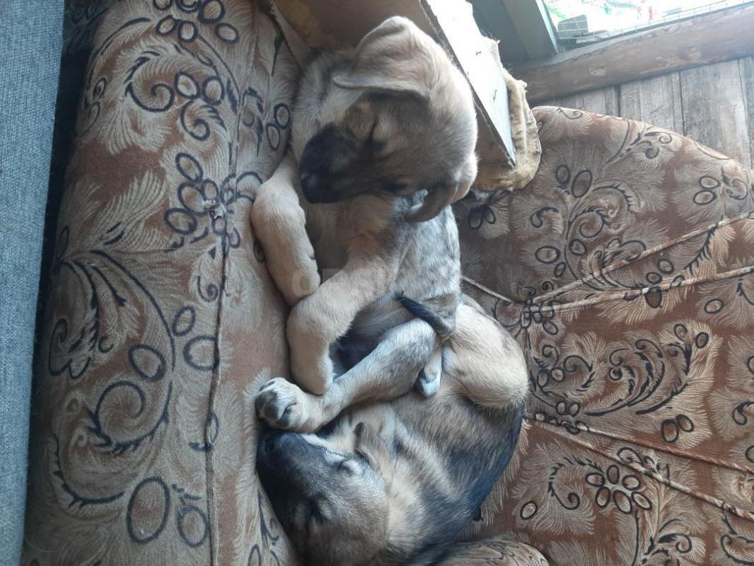 Щенки 4 месяца, девочка и мальчик, привитые, обработанные,  коммуникабельные, гавкают, охраняют, мам - Орск