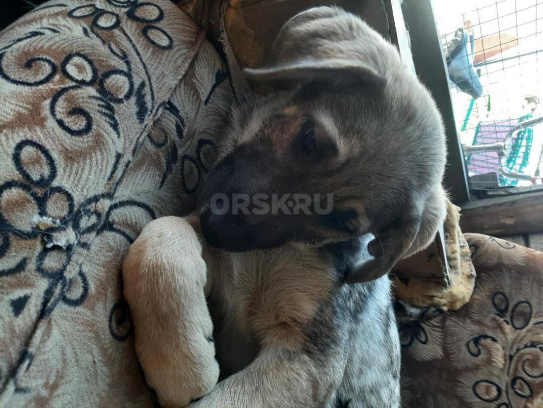 Щенки 4 месяца, девочка и мальчик, привитые, обработанные,  коммуникабельные, гавкают, охраняют, мам - Орск